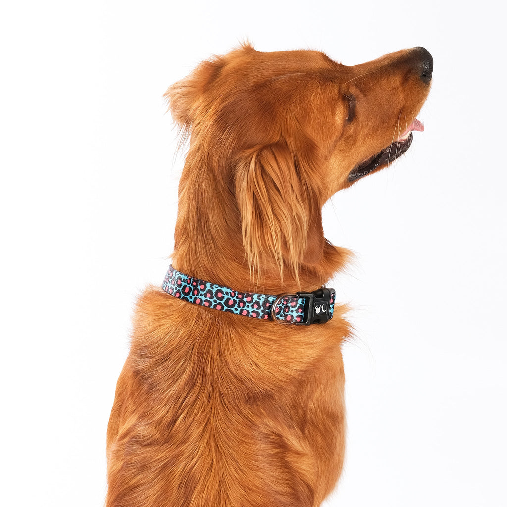 The Willow Dog Collar